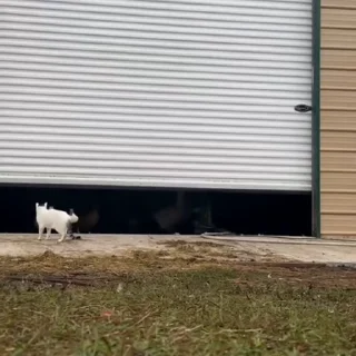 🐈
