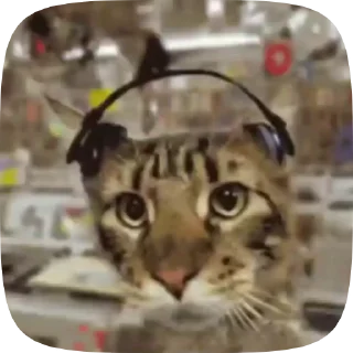 😺