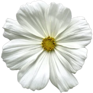 🌼