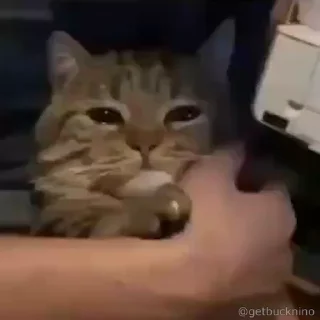 🥺