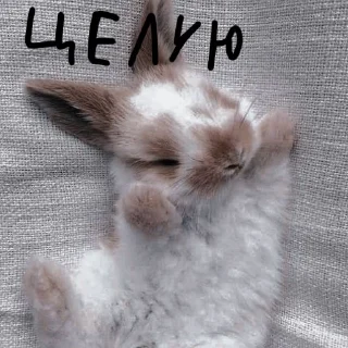 🐰