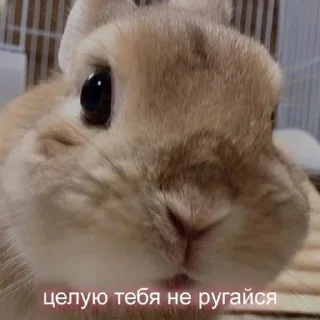 🥺