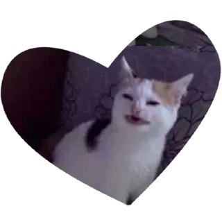 🙀