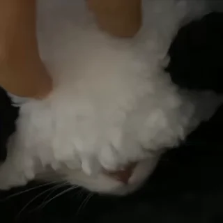 🐾