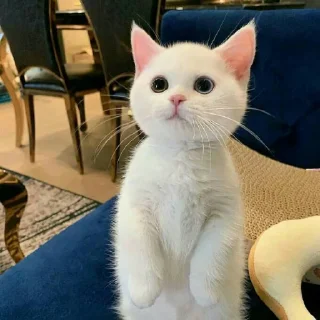 🐈