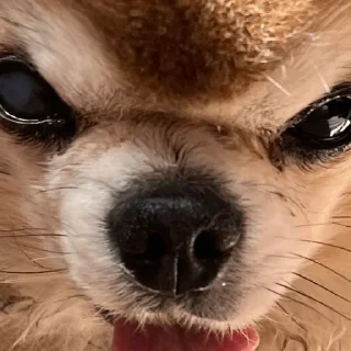 😤