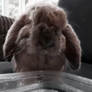 🐇