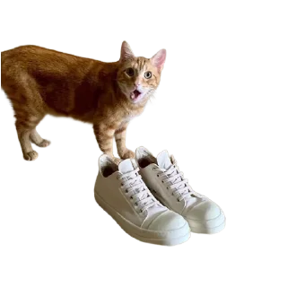 🐱
