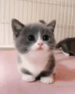 🐶