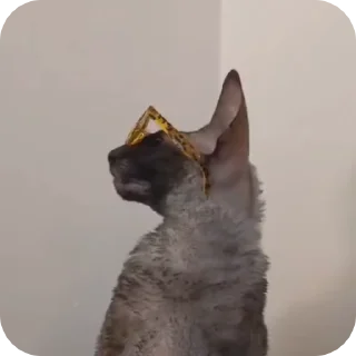 🌟