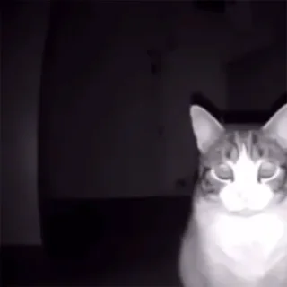 🐱