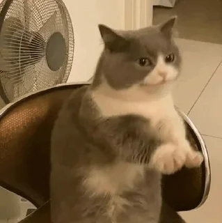 🐱