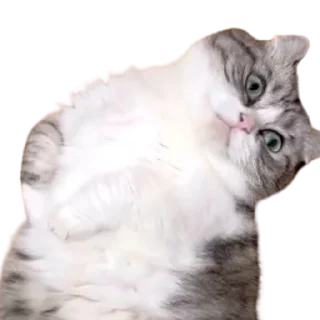 😺