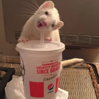 🐭