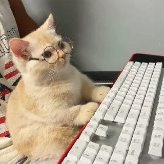 🐈