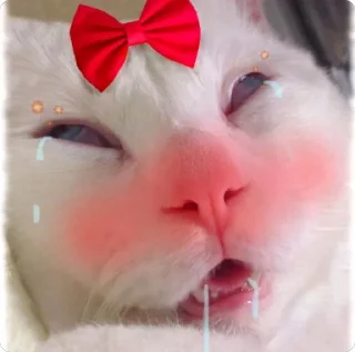 Lovely Memes @stickersb2b