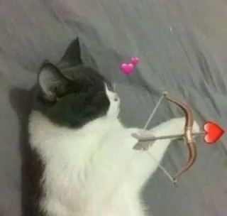 🐱