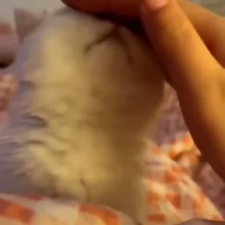 🐈