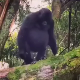 🫡
