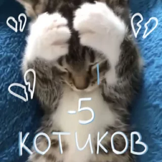 😿