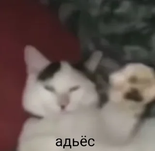 ✋
