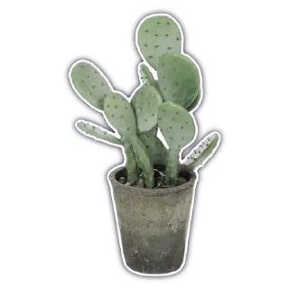 🌵