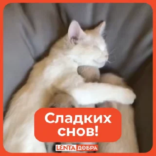 💤