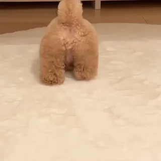 🐶