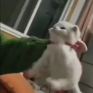 🥺