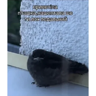 🐔