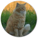 😺