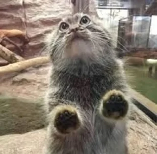 🥺