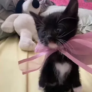 🎀