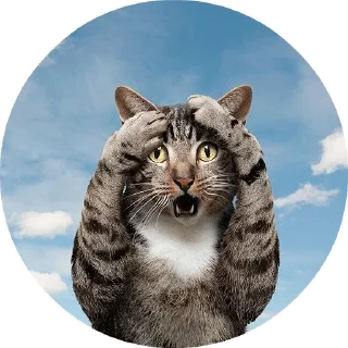 🙀