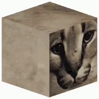 😺