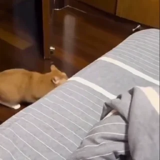 🐈