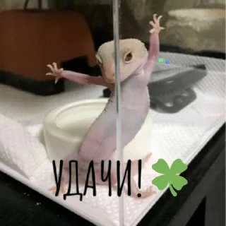 🍀