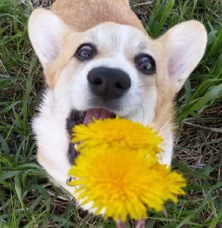 🌟