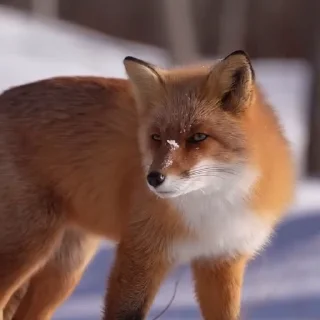 🤩