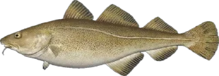 🐟