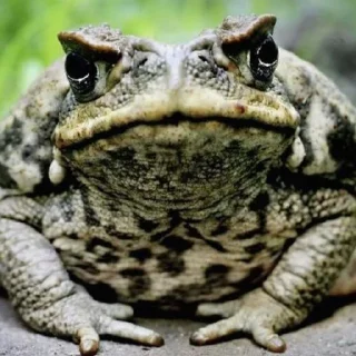 🐸