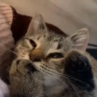 🐈