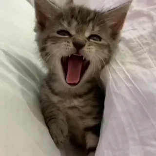 🐾