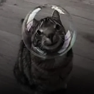 🐈‍⬛
