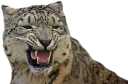 😾