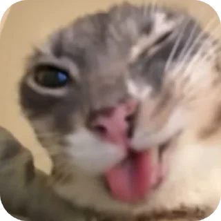 🐱