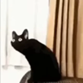🐈‍⬛