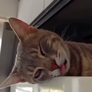 🐈