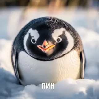 🐧