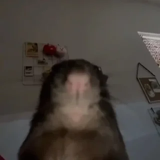 ебаный зоопарк